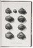 The gastropods of Anatolia, with 17 plates