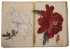 Beautiful, detailed and accurate Japanese colour drawings, mostly botanical, on 85 double-page spreads