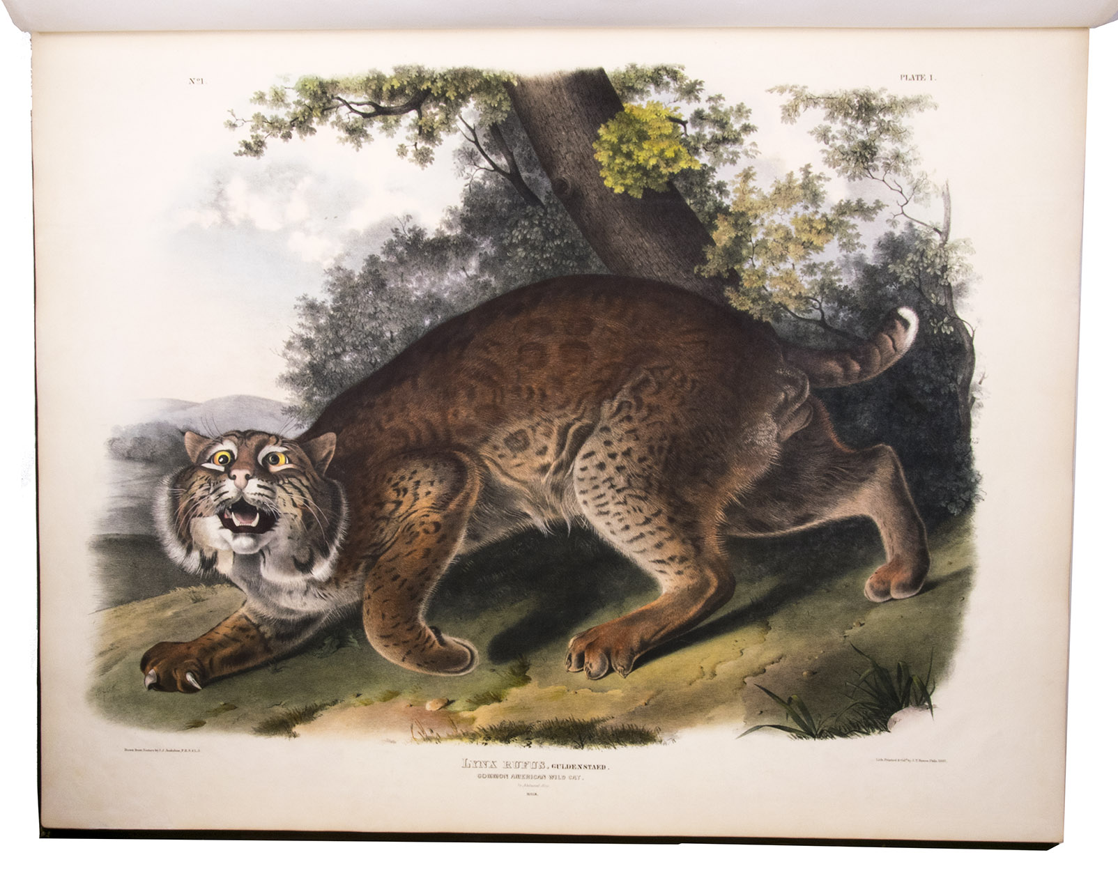 First edition of Audubon's extraordinary coloured plates of quadrupeds