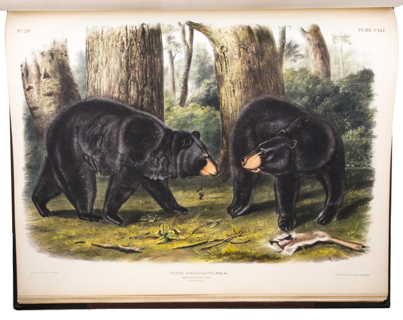 First edition of Audubon's extraordinary coloured plates of quadrupeds