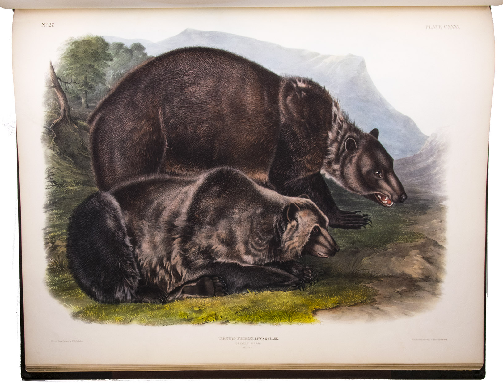 First edition of Audubon's extraordinary coloured plates of quadrupeds